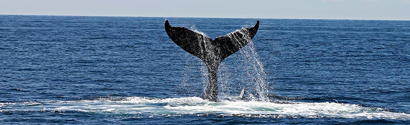 Gray Whales at Sea Lion Caves