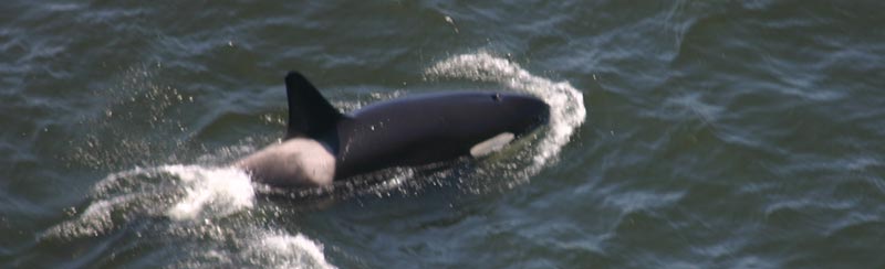 Killer Whales at Sea Lion Caves